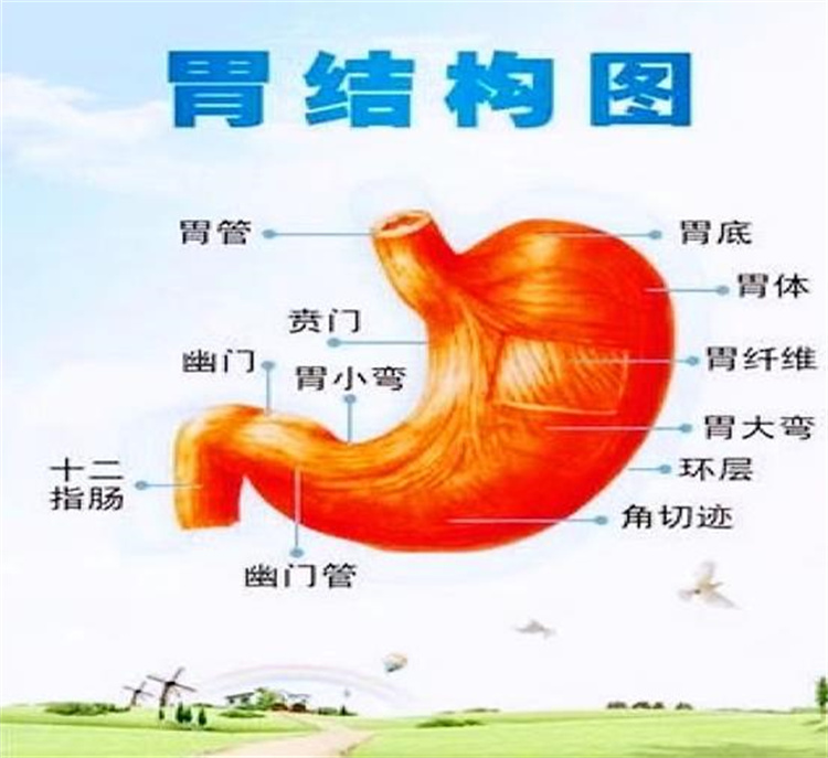 守“胃”健康，時刻打響你的保“胃”戰(zhàn)